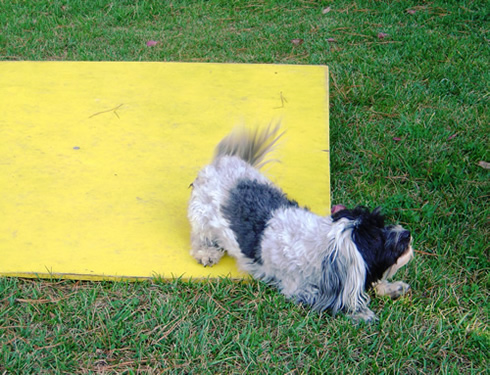 Joy on the wobble board
