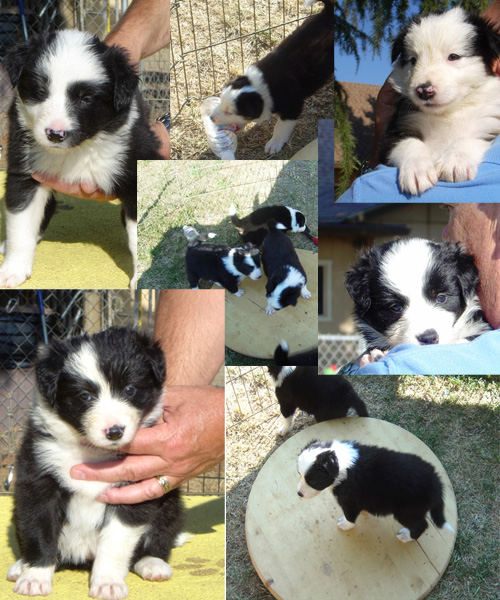 5 weeks old Border Collie Aiko Bet puppies