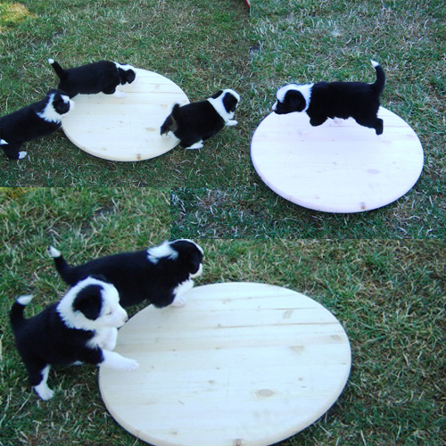 4 weeks old puppies on tippie board