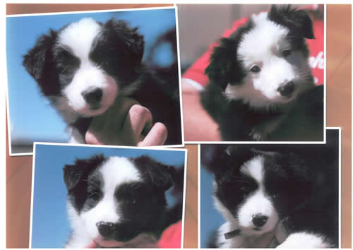 7 weeks old 6 month old Border Collie Aiko Bet puppies