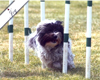 dogs agility 