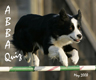 dogs agility 