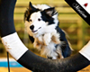 dogs agility 