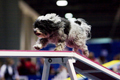 dogs agility 