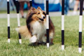 dogs agility 